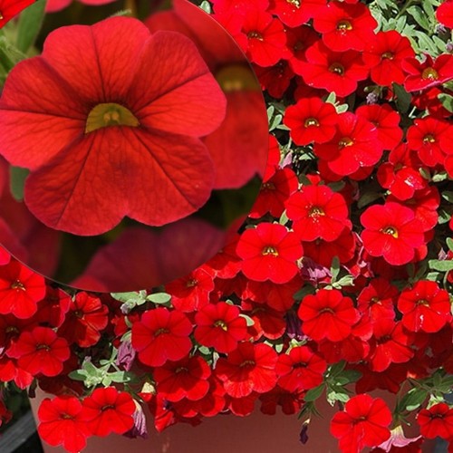 Calibrachoa Calita® 'Red' - Puispetuunia Calita® 'Red' 